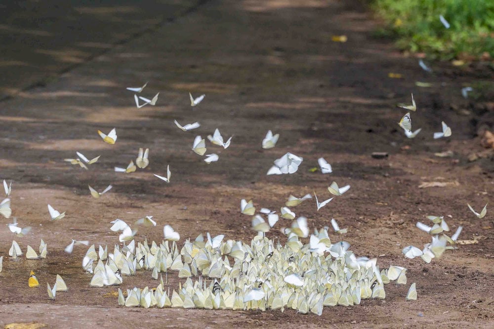 Cuc Phuong National Park attracts tourists by its rich and diverse vegetation